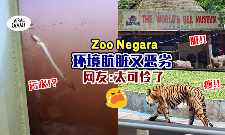 【网友爆zoo negara现况99】国家动物园环境恶劣, 老虎超瘦弱!