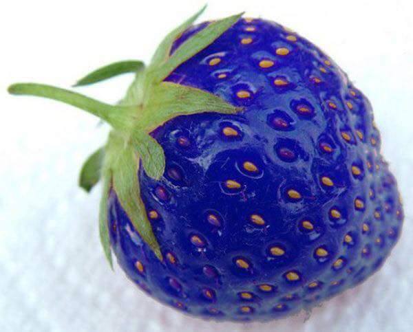 【日本研发出蓝色草莓!】新品种的blue strawberry你