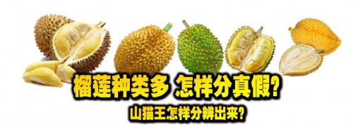 maoshanwang2