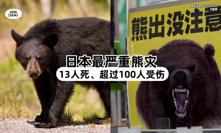 史上最高记录❗️】日本最严重熊灾「已酿13人死亡⚡」超过100人受伤