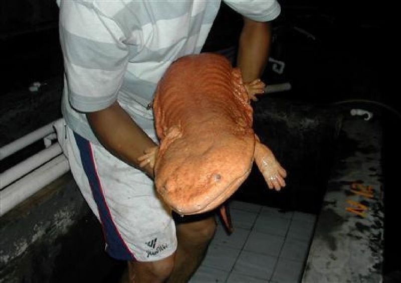 china-man_holding_salamander_fish-280115-reuters