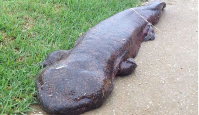 enormous salamander