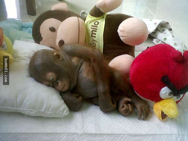 这只小猩猩在鸡舍里过了十个月惨无人道的生活1