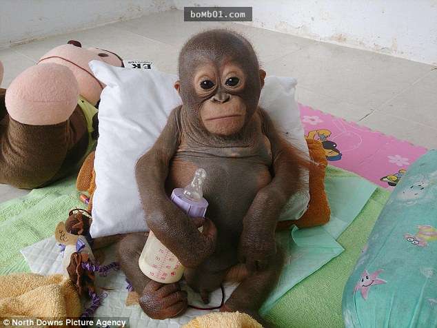 这只小猩猩在鸡舍里过了十个月惨无人道的生活2