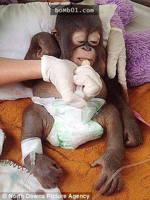 这只小猩猩在鸡舍里过了十个月惨无人道的生活4