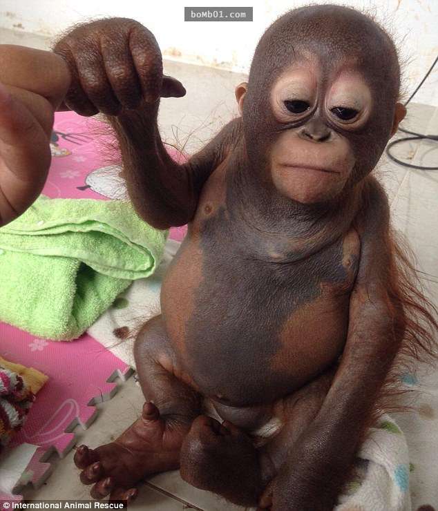 这只小猩猩在鸡舍里过了十个月惨无人道的生活5