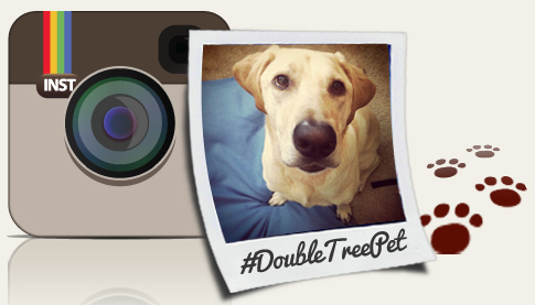 Doubletree-Instagram-Pet-Photo-Contest