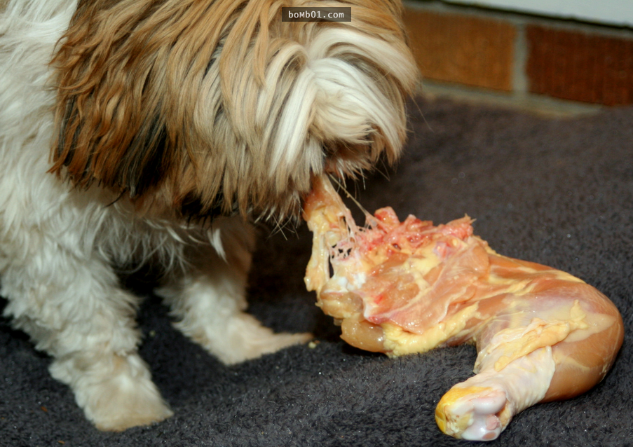15種你以為對狗狗無害，實則會讓牠們痛苦至極的食物！8