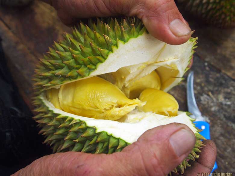 durian2_1