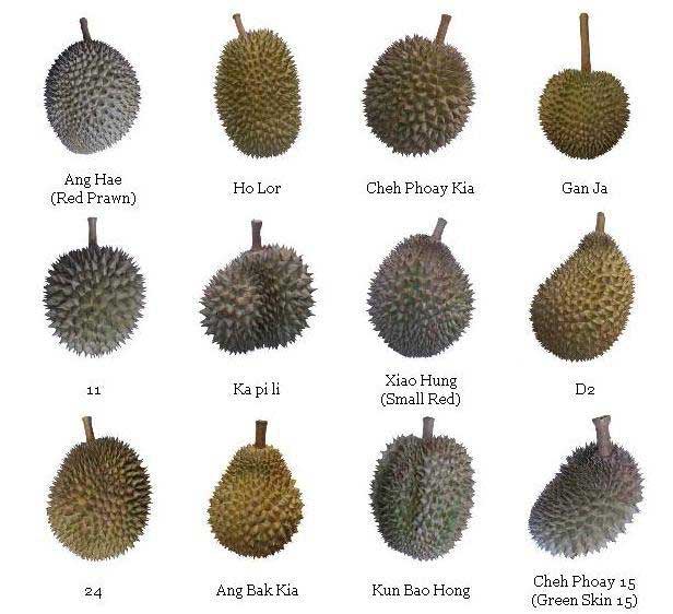 durian3_1