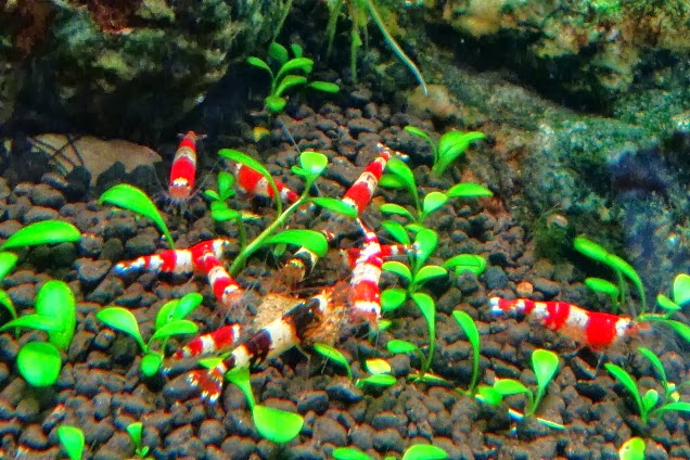 red crystal shrimp tank