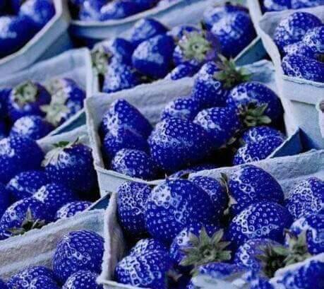 【日本研發出藍色草莓!】新品種的blue strawberry你敢吃嗎?