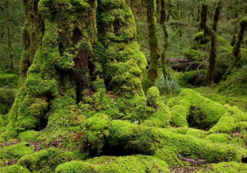 Лес харуки. Мховый лес Малайзия. Мистический мховый лес Малайзия. Mossy barmales. Новая Зеландия мох.