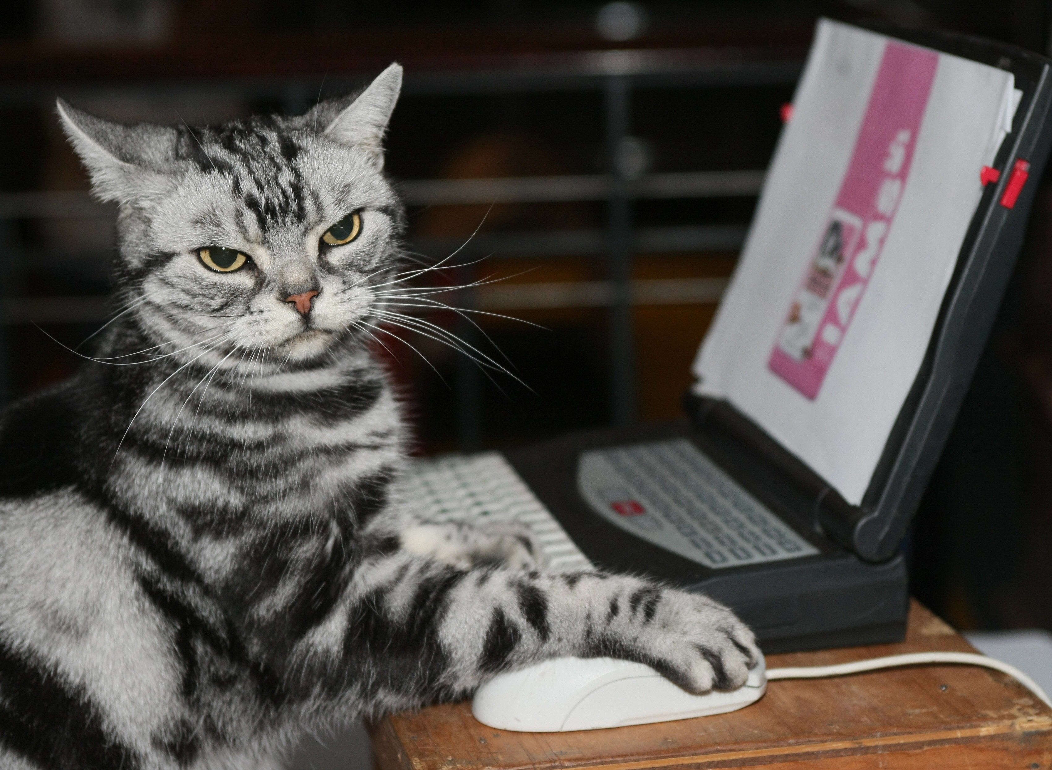 Maverick, an American Short Hair, keeps his claw on the mouse as he uses a computer at a press preview for the Cat Fanciers' Association show 10 October 2007 at Madison Square Garden in New York. The Cat Championship competition runs 13-14 October at the Garden. AFP PHOTO/DON EMMERT (Photo credit should read DON EMMERT/AFP/Getty Images)