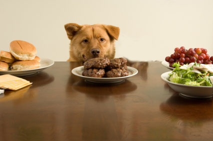 dog-stealing-food