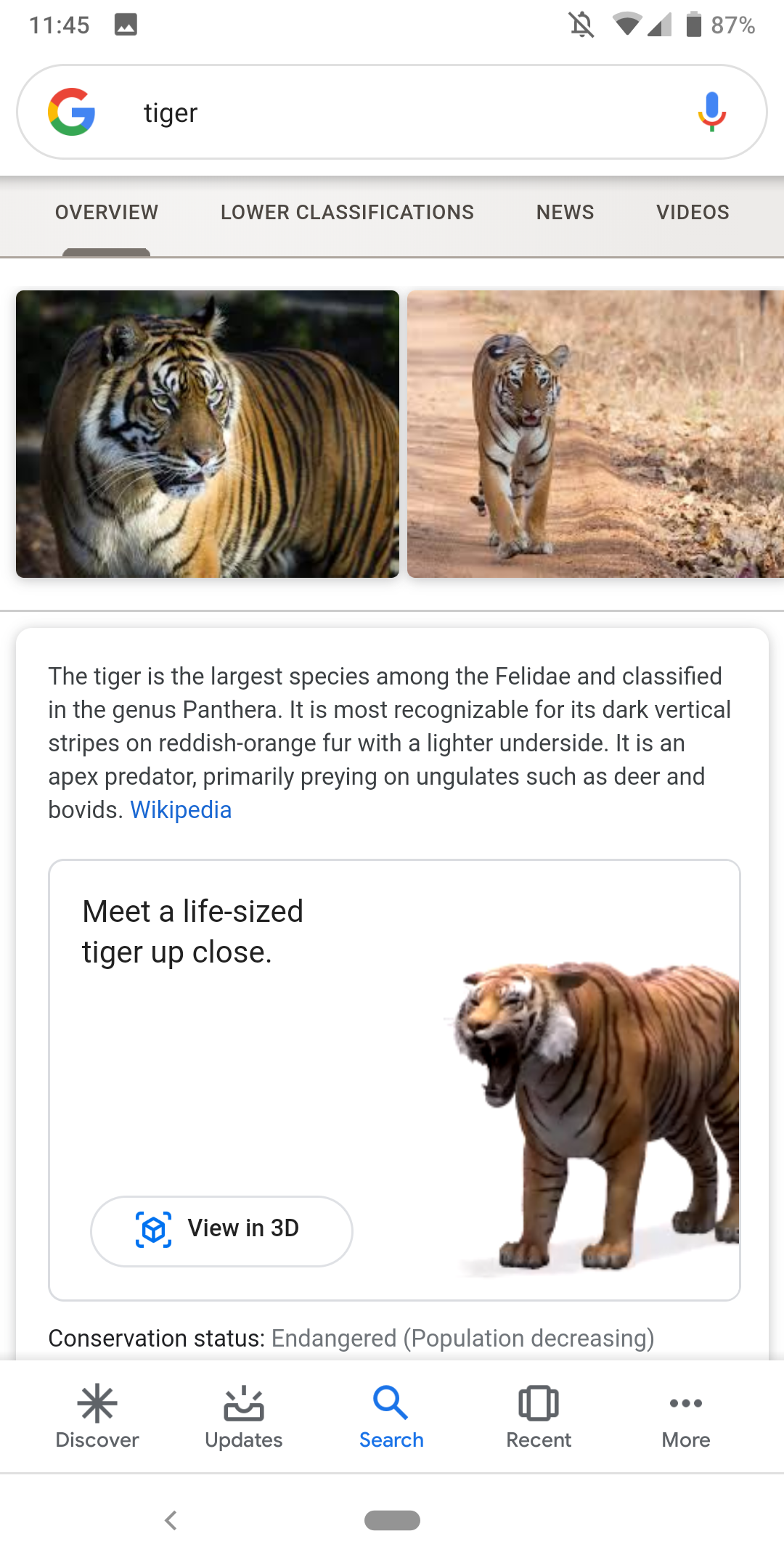 Tiger View In 3d Google Chrome Google Has Launched A New Feature To View 3d Animals In Phone Kanariyareon